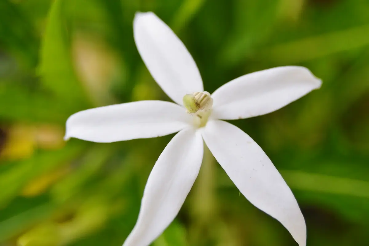 Manfaat Bunga Katarak